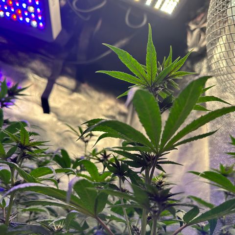 Québec Black growlog timeline photo
