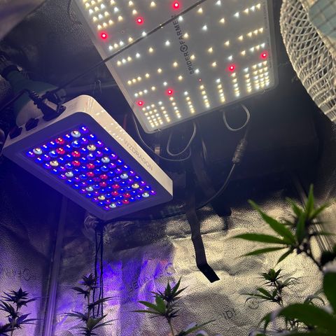 Québec Black growlog timeline photo