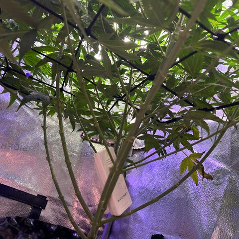 Québec Black growlog timeline photo