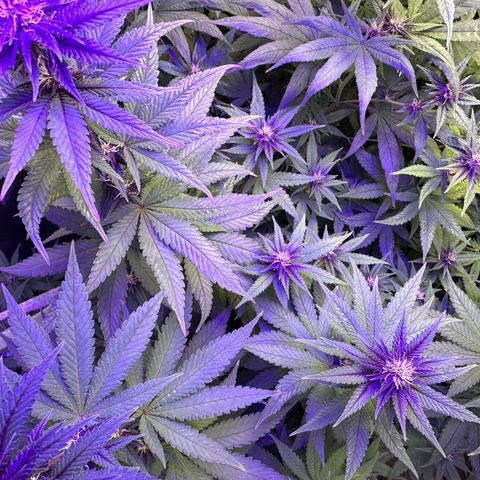 Québec Black growlog timeline photo