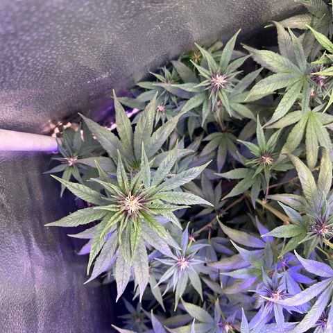 Québec Black growlog timeline photo
