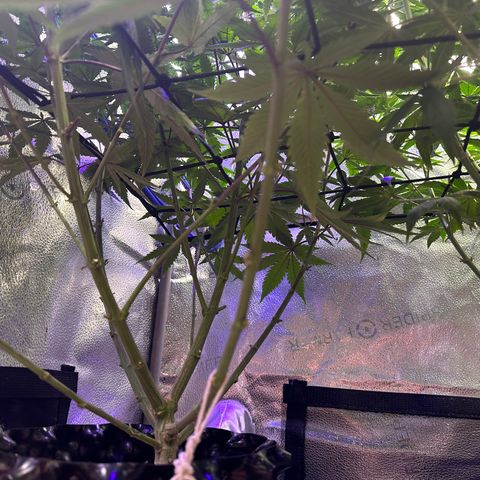 Québec Black growlog timeline photo