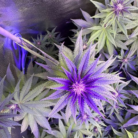 Québec Black growlog timeline photo