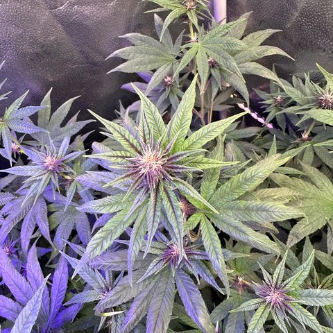 Québec Black growlog timeline photo