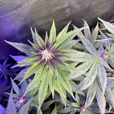 Québec Black growlog timeline photo