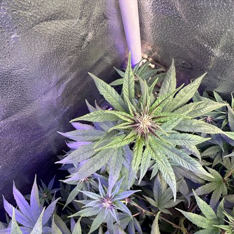 Québec Black growlog timeline photo