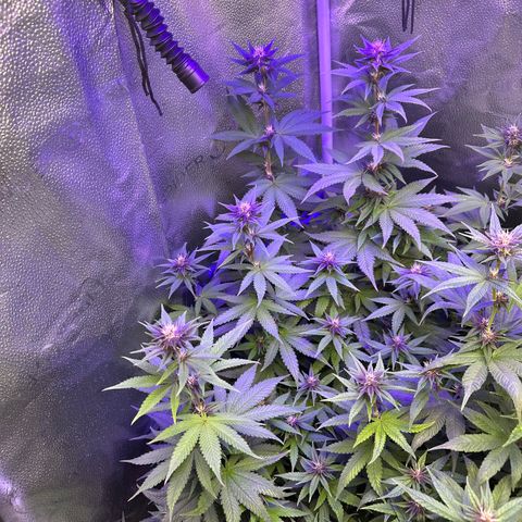 Québec Black growlog timeline photo