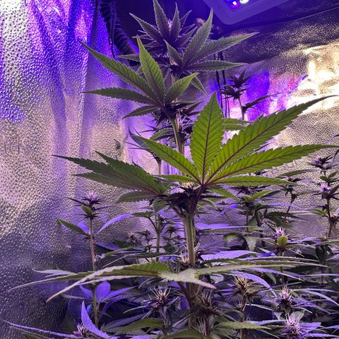 Québec Black growlog timeline photo