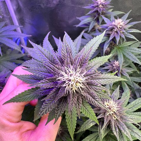 Québec Black growlog timeline photo
