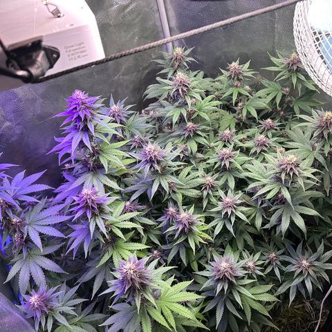 Québec Black growlog timeline photo