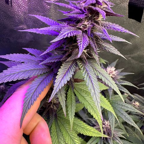 Québec Black growlog timeline photo