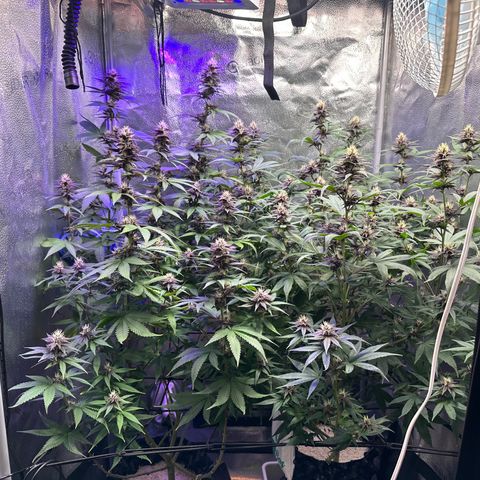 Québec Black growlog timeline photo