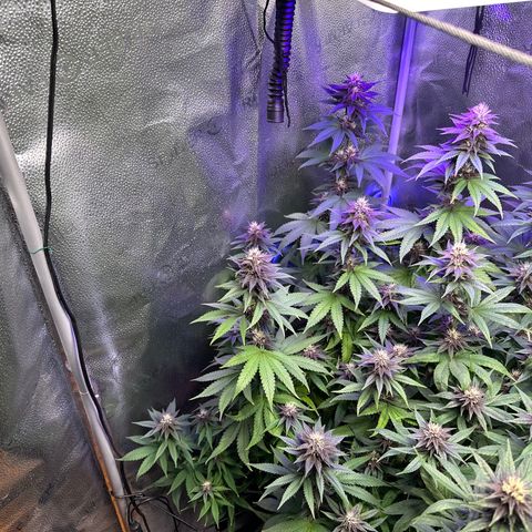 Québec Black growlog timeline photo
