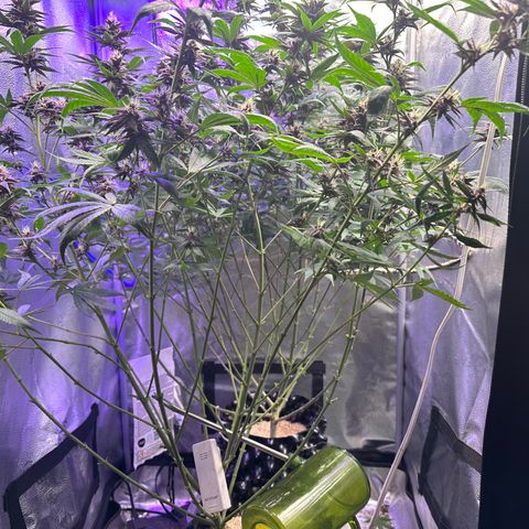 Québec Black growlog timeline photo