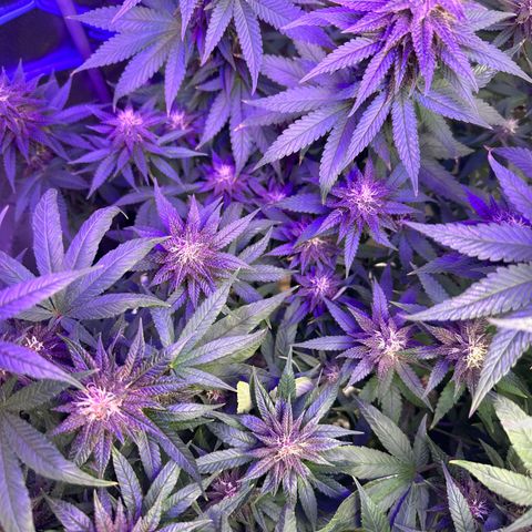 Québec Black growlog timeline photo