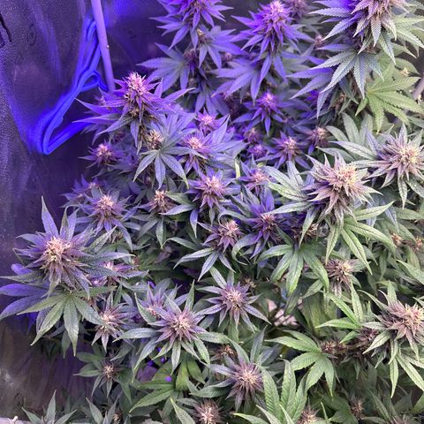 Québec Black growlog timeline photo