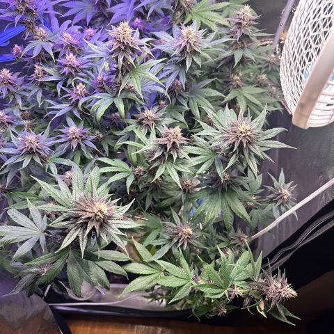 Québec Black growlog timeline photo