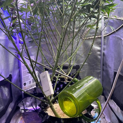 Québec Black growlog timeline photo