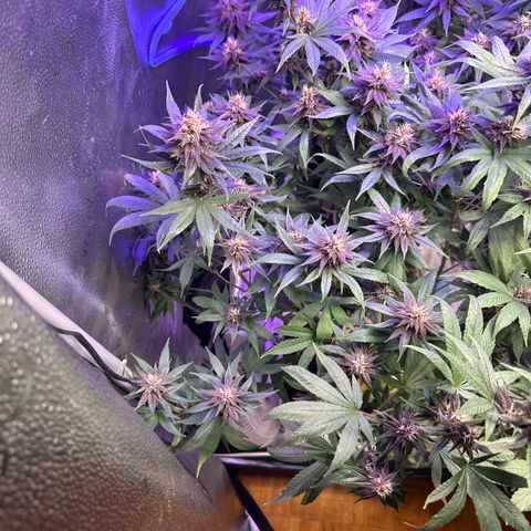 Québec Black growlog timeline photo