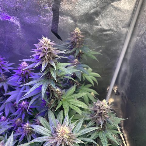 Québec Black growlog timeline photo
