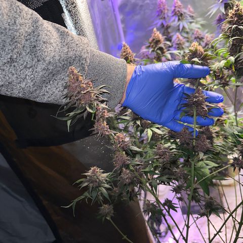 Québec Black growlog timeline photo