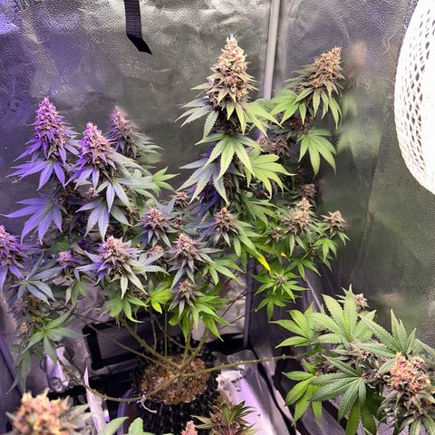 Québec Black growlog timeline photo