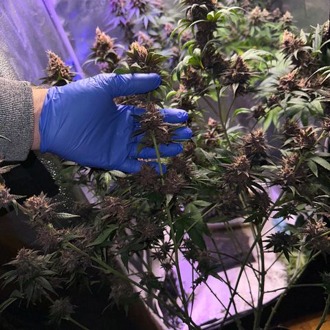 Québec Black growlog timeline photo