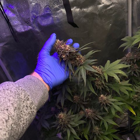 Québec Black growlog timeline photo