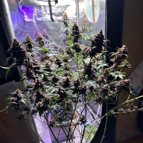 Québec Black growlog timeline photo