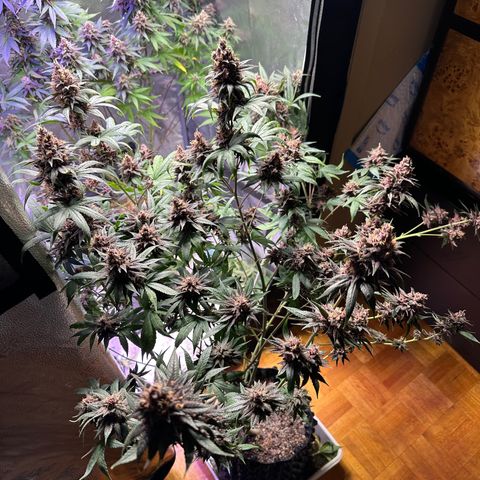 Québec Black growlog timeline photo