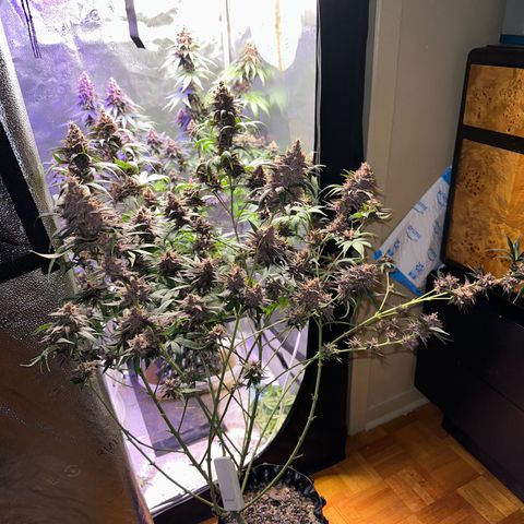 Québec Black growlog timeline photo