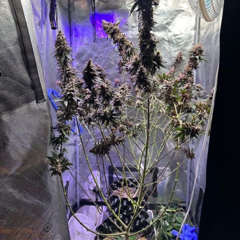 Québec Black growlog timeline photo