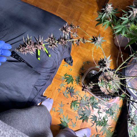 Québec Black growlog timeline photo