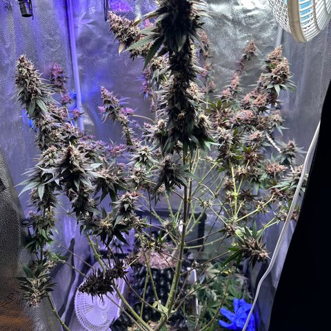 Québec Black growlog timeline photo