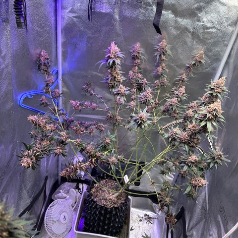 Québec Black growlog timeline photo
