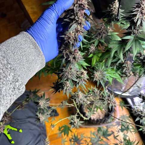 Québec Black growlog timeline photo