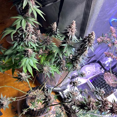 Québec Black growlog timeline photo