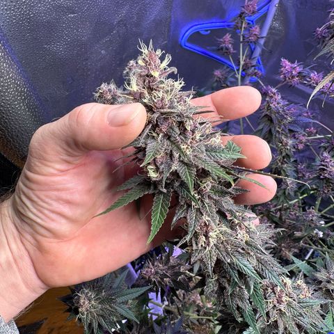 Québec Black growlog timeline photo