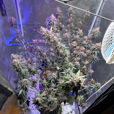 Québec Black growlog timeline photo