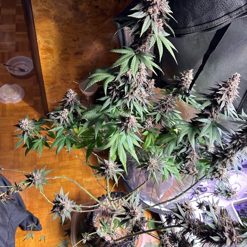 Québec Black growlog timeline photo