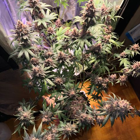 Québec Black growlog timeline photo