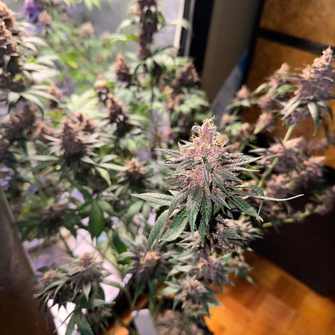 Québec Black growlog timeline photo