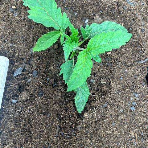 Fruity Pebbles 2.0 growlog photo: Elle a u un stress mais elle va s’en remettre 