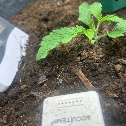 Fruity Pebbles 2.0 growlog photo: Elle a u un stress mais elle va s’en remettre 