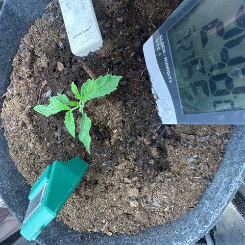 Fruity Pebbles 2.0 growlog photo: Elle a u un stress mais elle va s’en remettre 