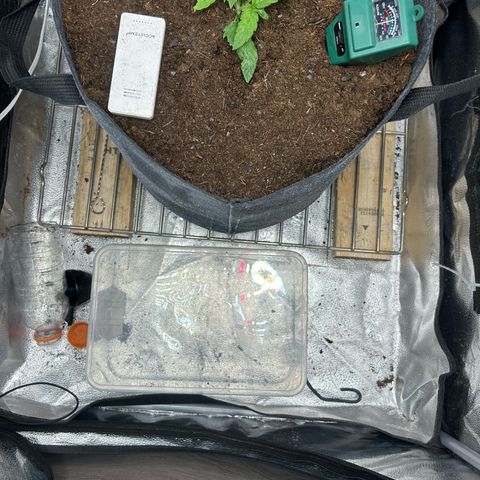 Fruity Pebbles 2.0 growlog photo: Elle a u un stress mais elle va s’en remettre 