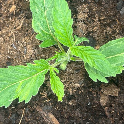 Fruity Pebbles 2.0 growlog photo: Elle a u un stress mais elle va s’en remettre 