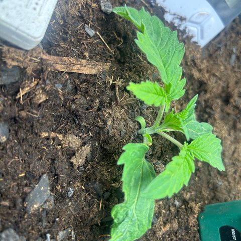 Fruity Pebbles 2.0 growlog photo: Elle a u un stress mais elle va s’en remettre 