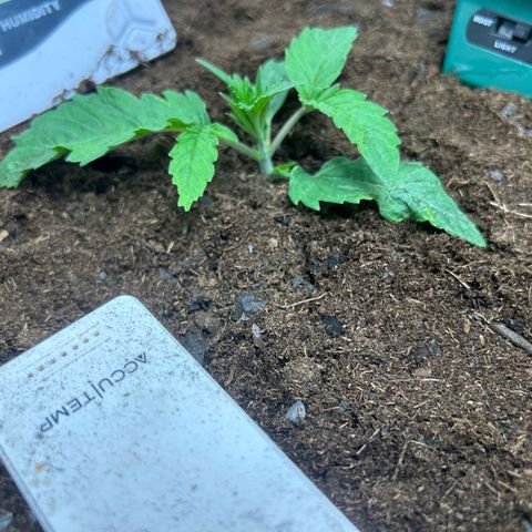 Fruity Pebbles 2.0 growlog timeline photo