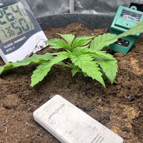 Fruity Pebbles 2.0 growlog timeline photo